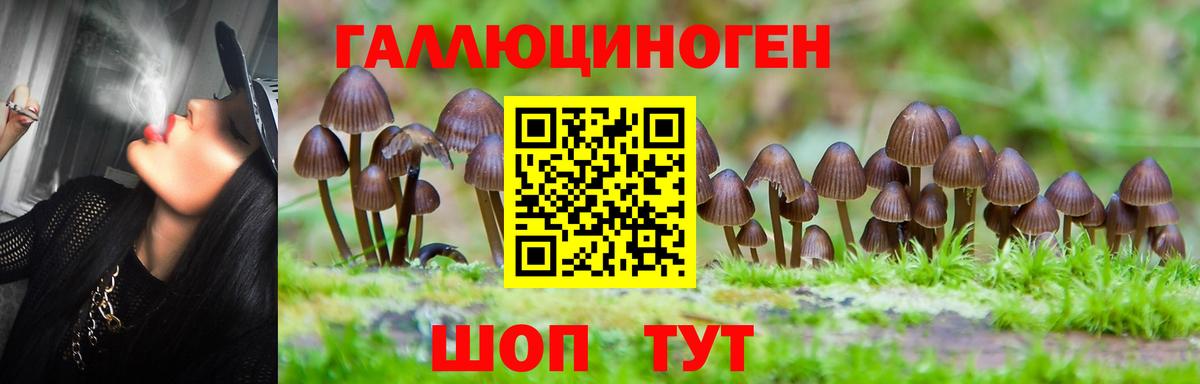 Галлюциногенные грибы Psilocybine cubensis Черкесск